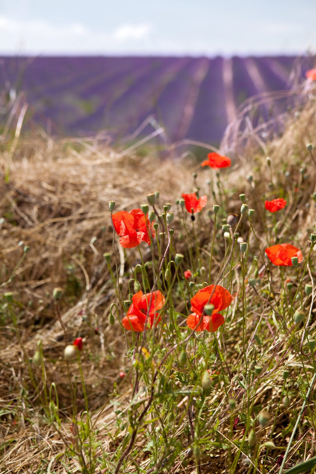 Temperatures in Provence When to Go & What to Pack