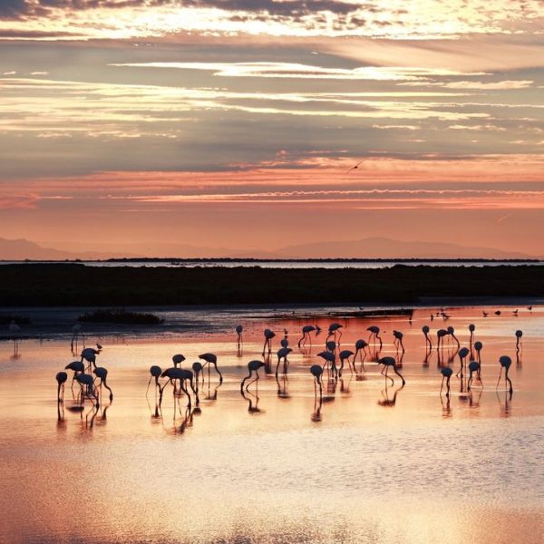 Pink flamingos wading in the shallow waters of the Camargue at sunset