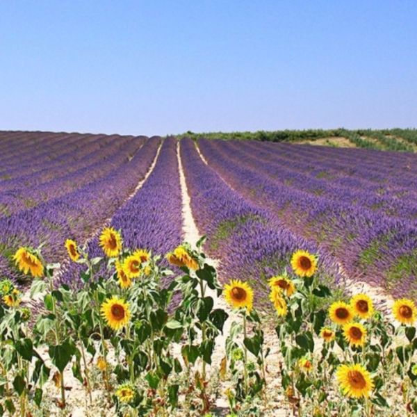 Rows of purple lavender in bloom with sunflowers in the foreground on a clear summer day in Provence