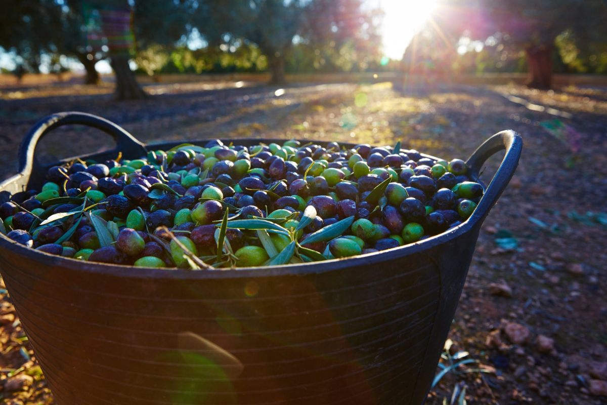 Basket of freshly harvested green and dark purple olives in a sunlit olive grove during the autumn harvest