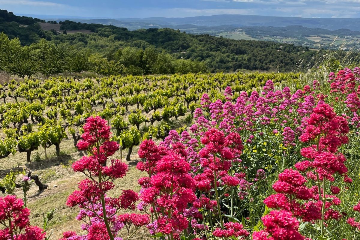 Pink and red valerian blooming beside a spring vineyard in Provence, with wooded hills and a wide valley in the distance