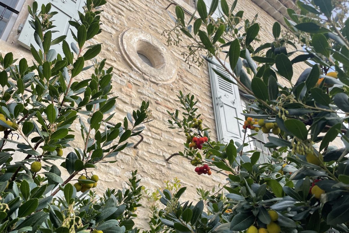 A close-up photograph looking up through Arbutus tree branches covered in green and ripening red berries, against the backdrop of an old stone building facade with light blue-white weathered wooden shutters.