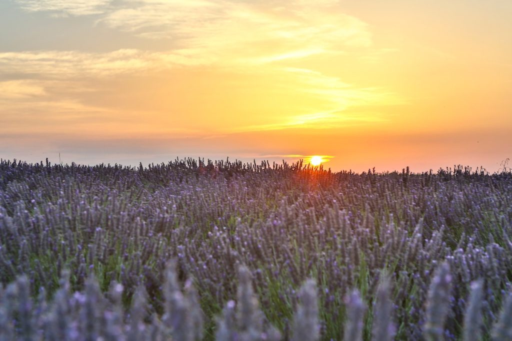 lavender field at sunset as seen from a Provence villa rental