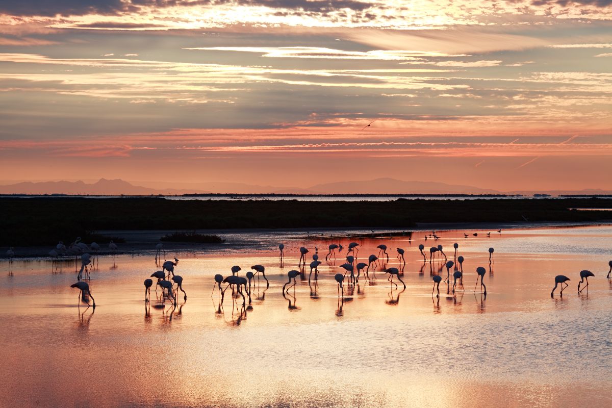 Flamingos in the Camargue