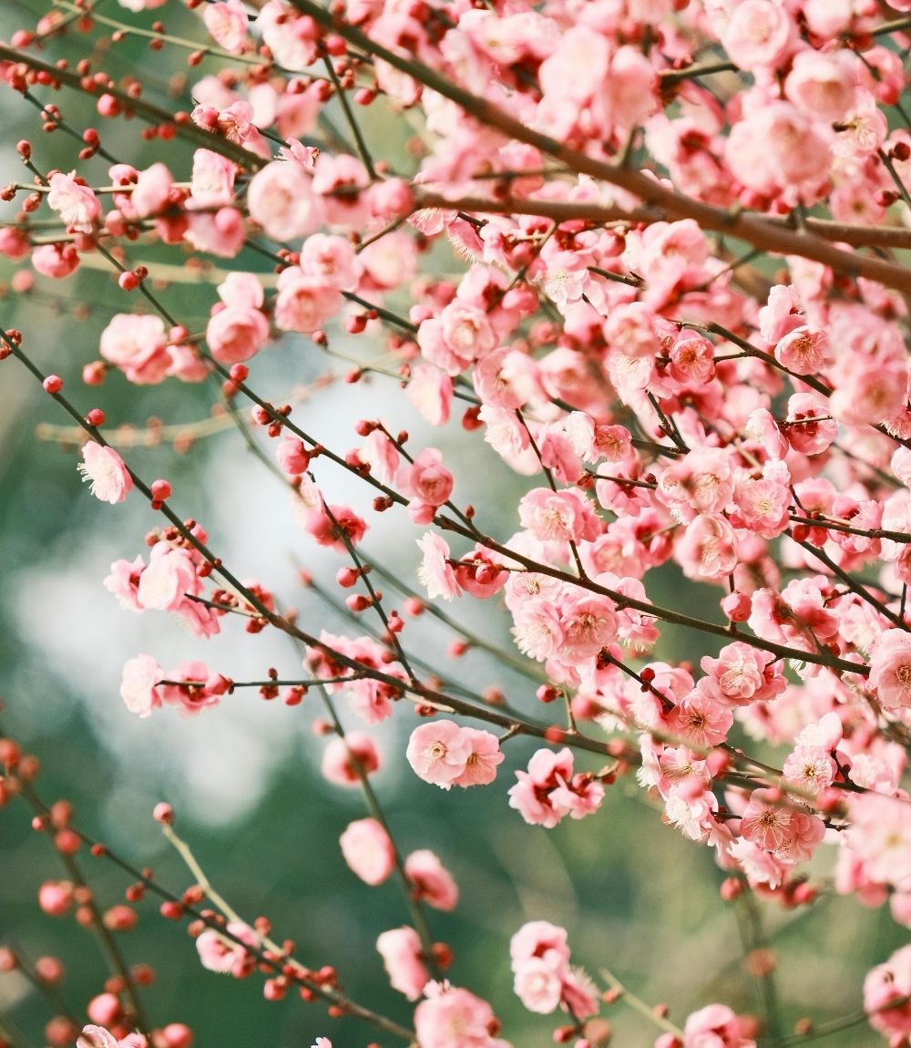 Almond