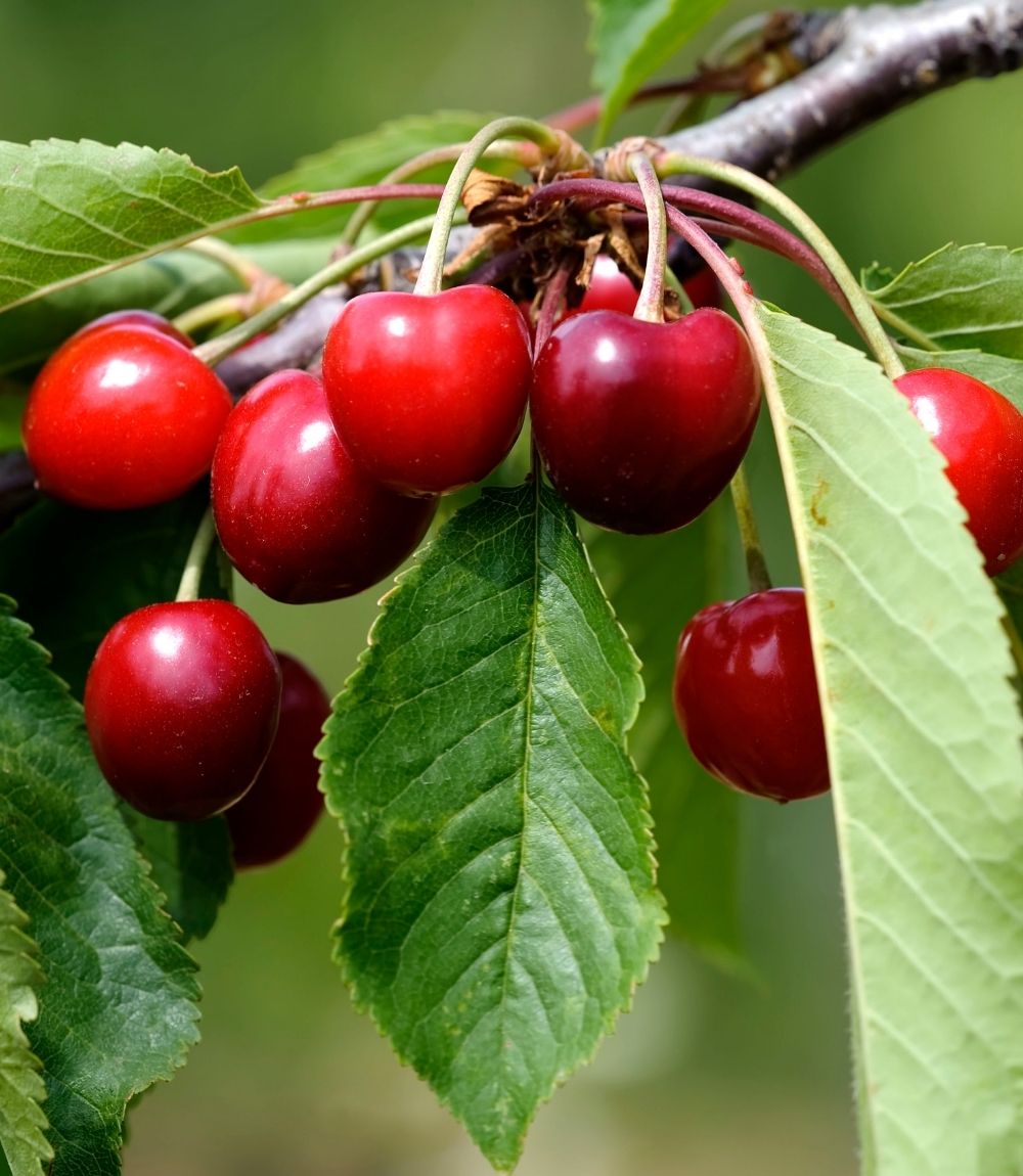 Cherry