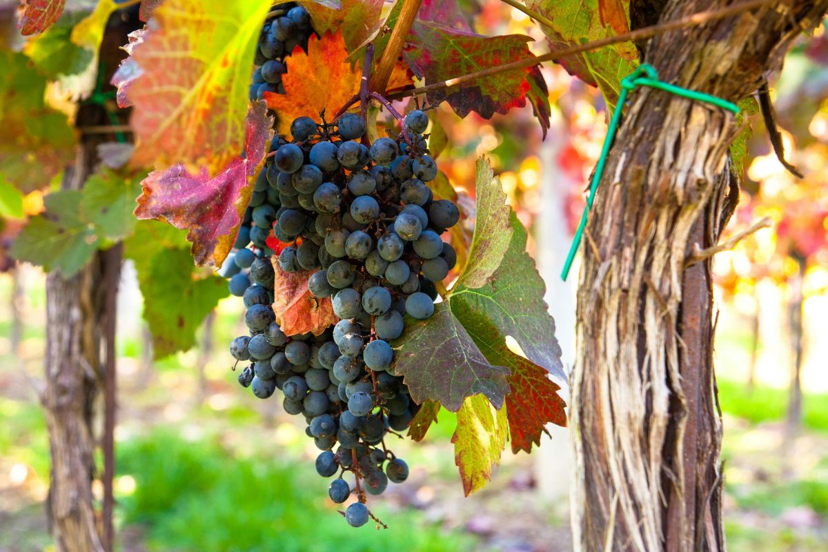 Grape (2)