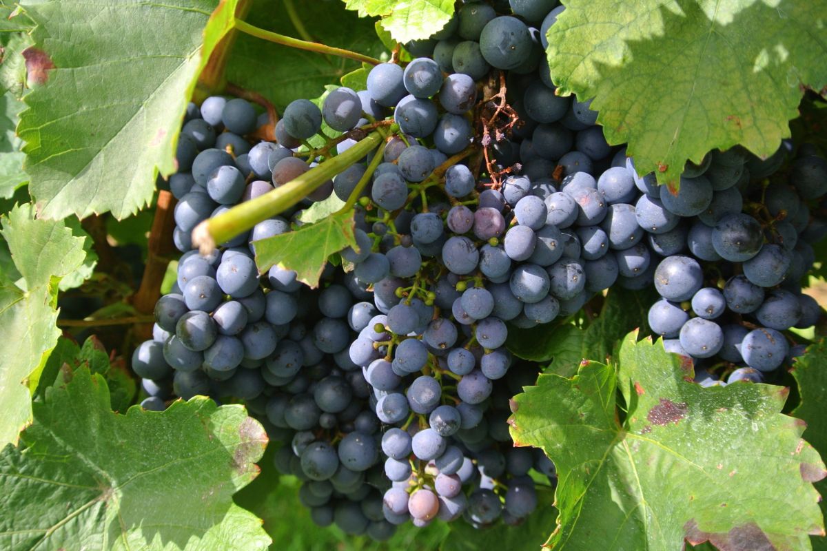 Grape