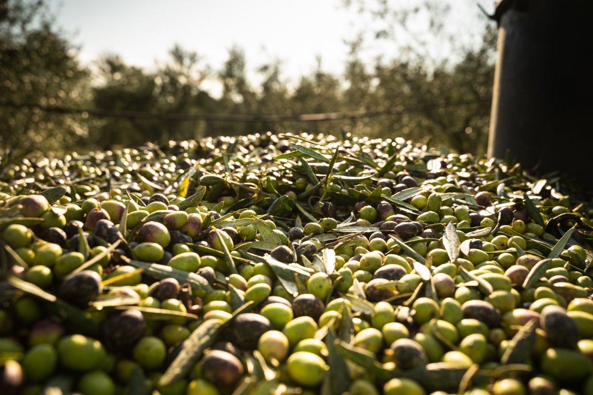 Olive (2)