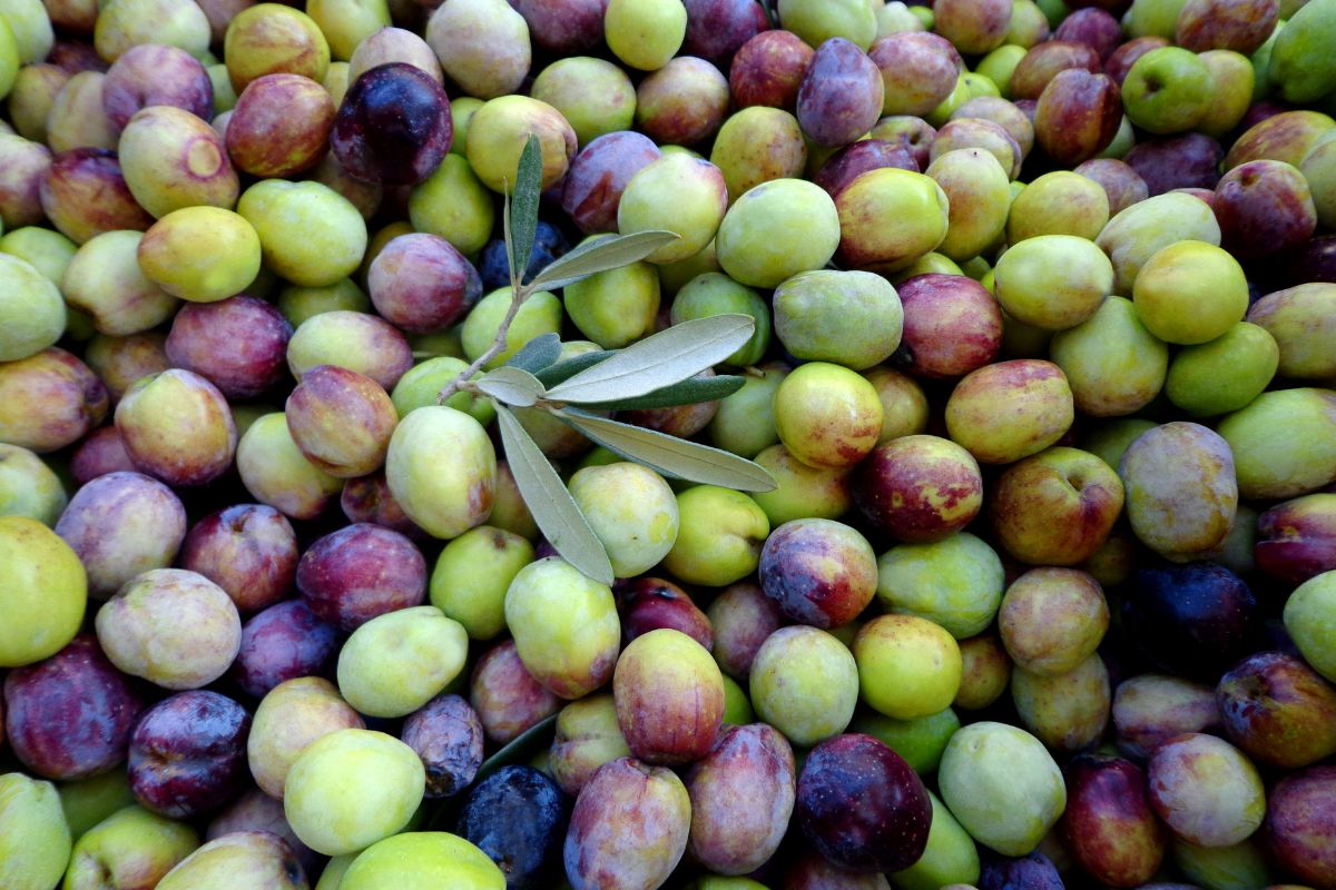 Olive