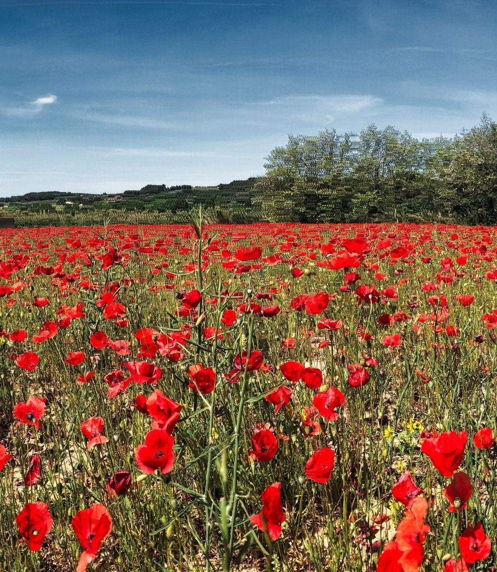 Poppies