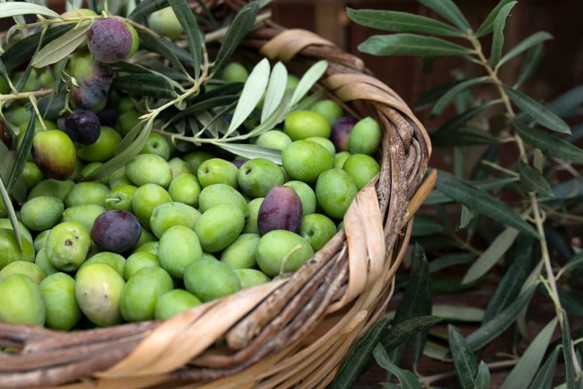 Truffle Olive (5)