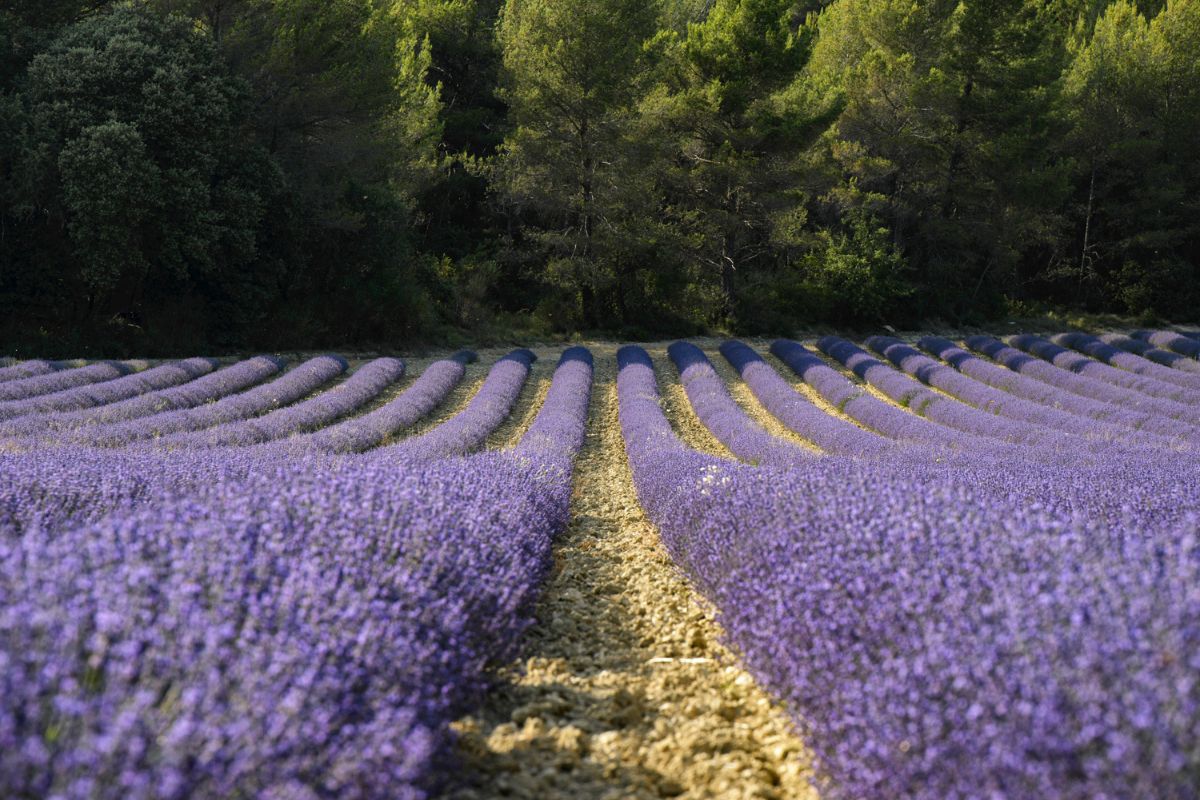 Rows of purple lavender in bloom stretching toward the horizon in Provence, France