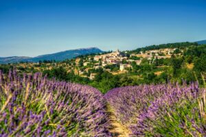 Rows of blooming purple lavender leading to a hilltop village of honey-colored stone houses beneath a mountain in Provence